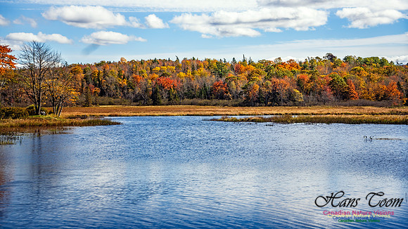 Last Fall Colours of 2024 106