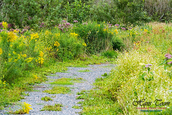 Brookfield Marsh Trail