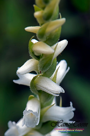 Nodding Ladies Tresses Orchid