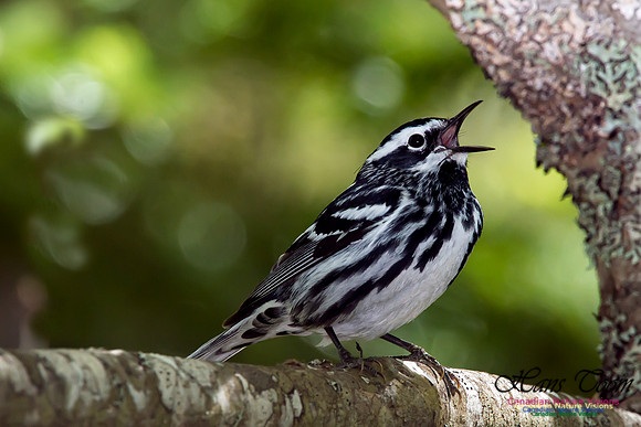 Black-and-White Warbler
