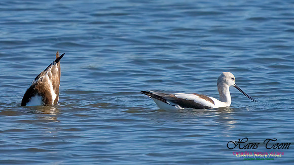 American Avocet 401