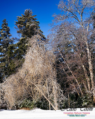 Ice Storm 2022 124