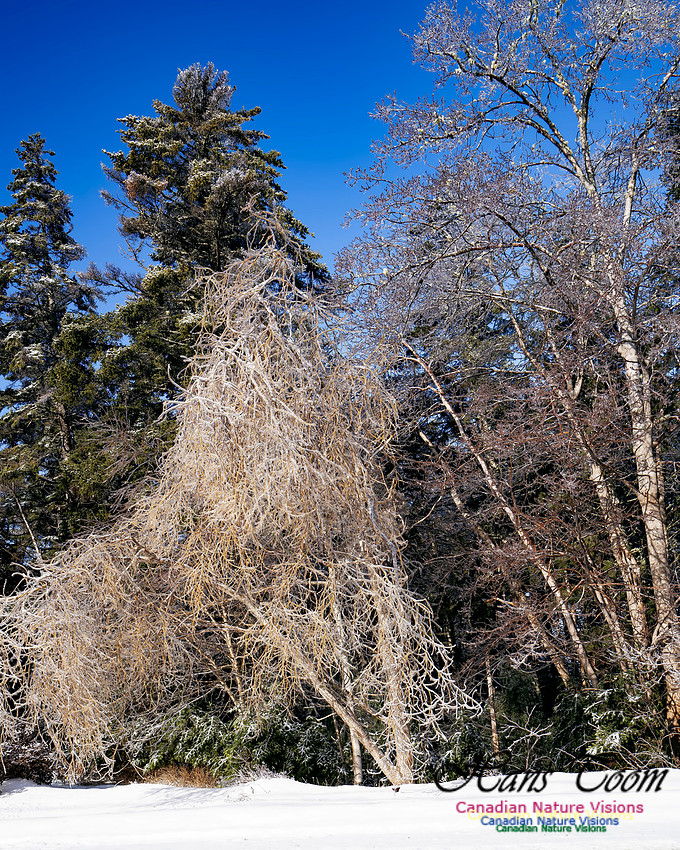 Ice Storm 2022 124