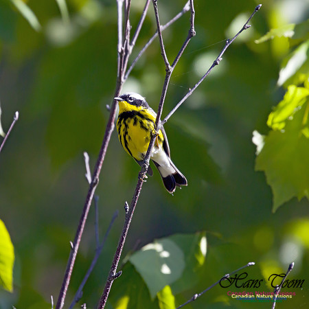 Magnolia Warbler 2