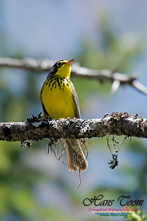 Canada Warbler