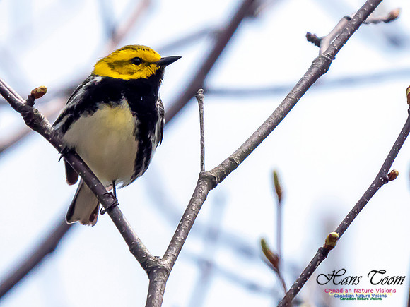 Black-throated Green Warbler 1