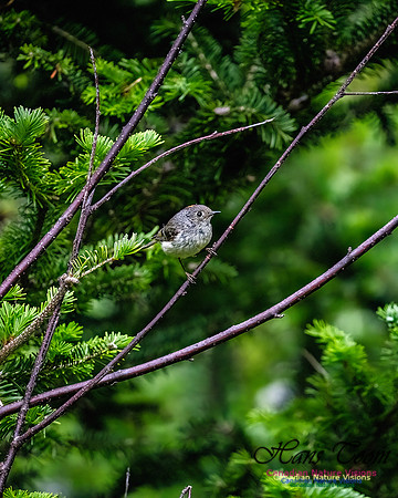 Ruby-crowned Kinglet 111