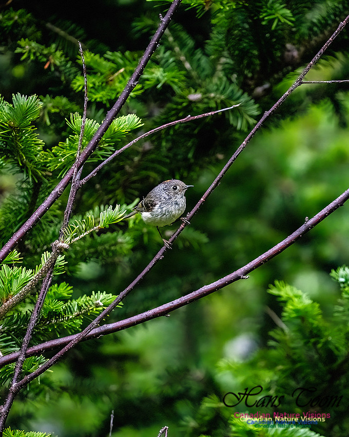 Ruby-crowned Kinglet 111