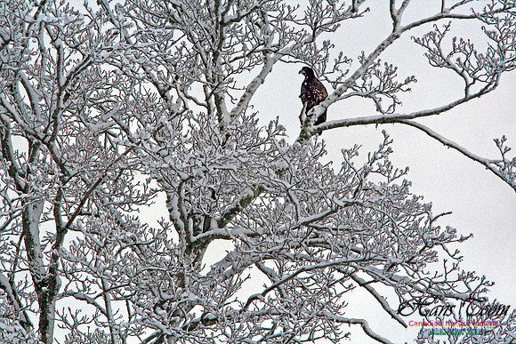 Red-tailed Hawk