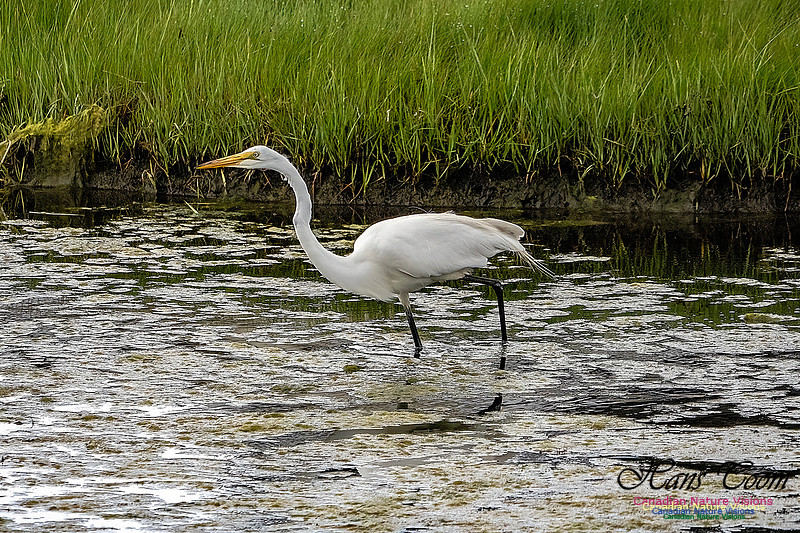 Great Egret 412