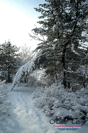 Bell Park in Winter