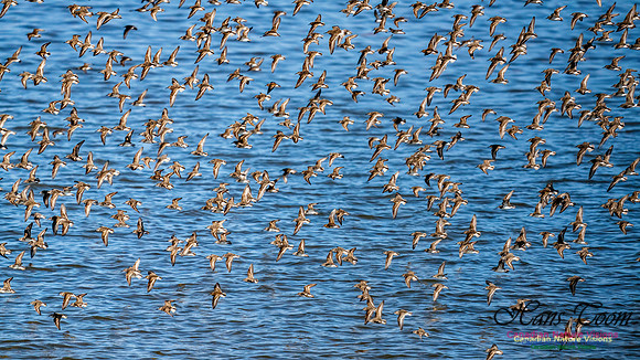 Evangeline Beach Peeps 2024 612 copy