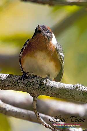 Bay-breasted Warbler 1