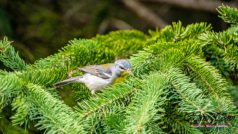 Northern Parula 100