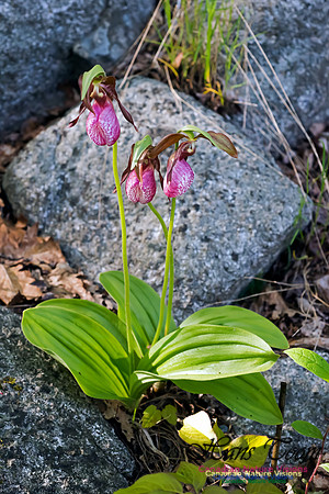 Pink Lady's Slipper