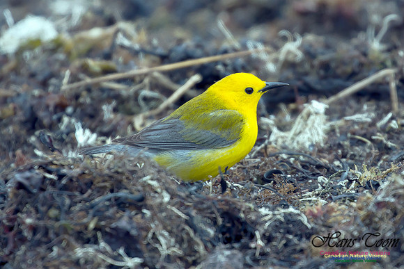 Prothonotary Warbler 33