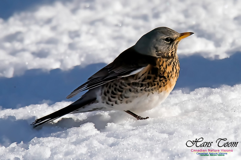 Fieldfare