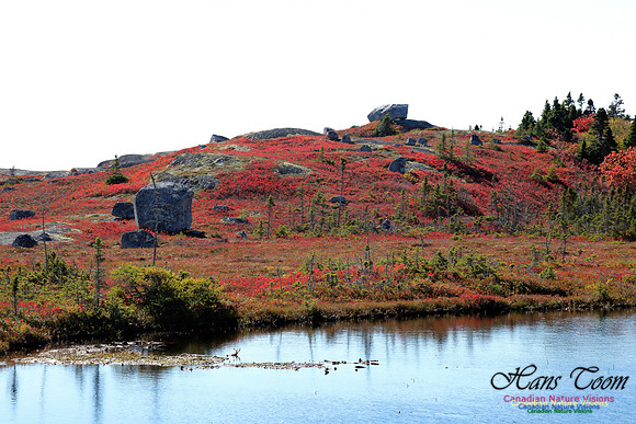 CoastalBarrensFall2016-1011