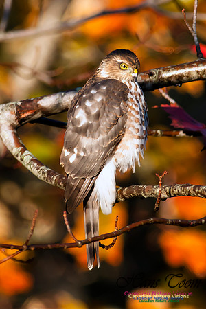 Sharp-shinned Hawk