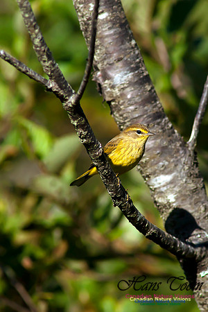 Palm Warbler