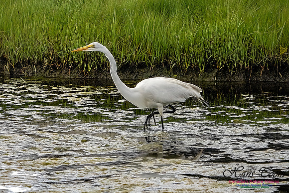Great Egret 413
