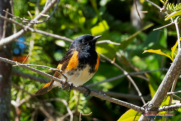American Redstart 1000