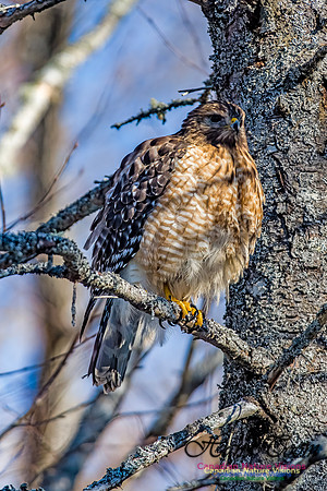Red-shouldered Hawk 703
