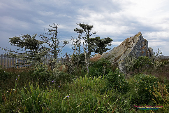 Cape Sable Forest 101