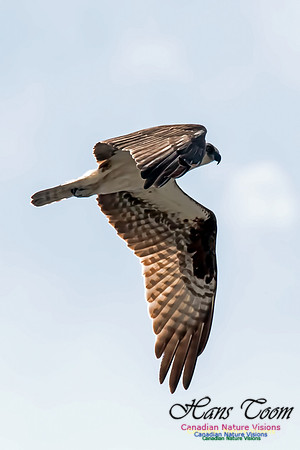 Osprey