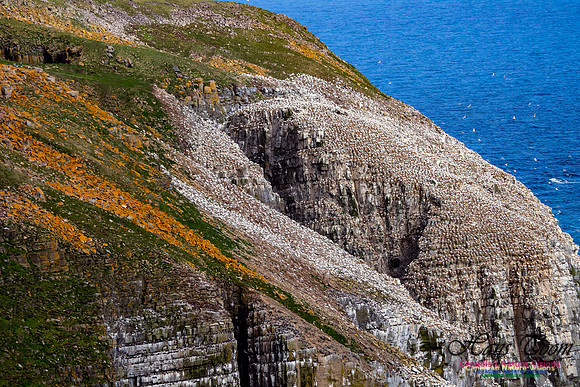 Cape St. Mary's 105