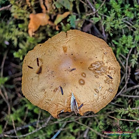 Fungi Walk 113