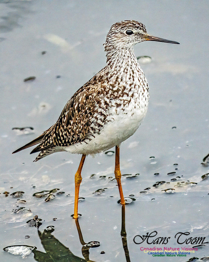 Lesser Yellowlegs 413