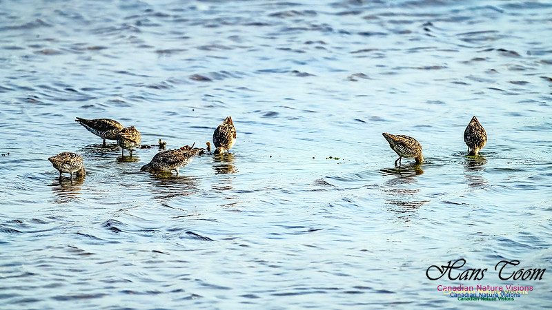 Short-billed Dowitcher 205