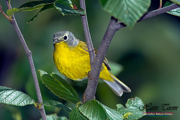 Nashville Warbler