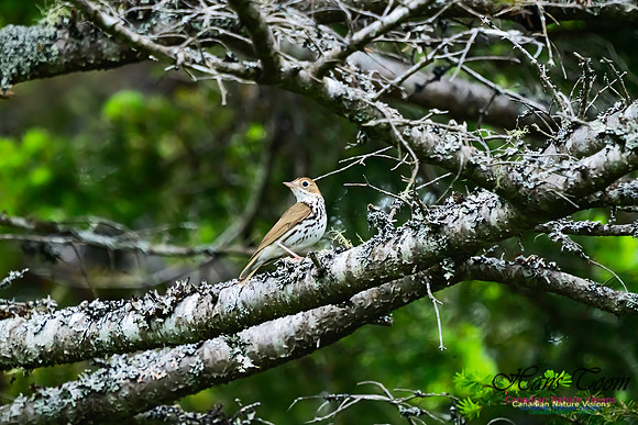 Ovenbird 100