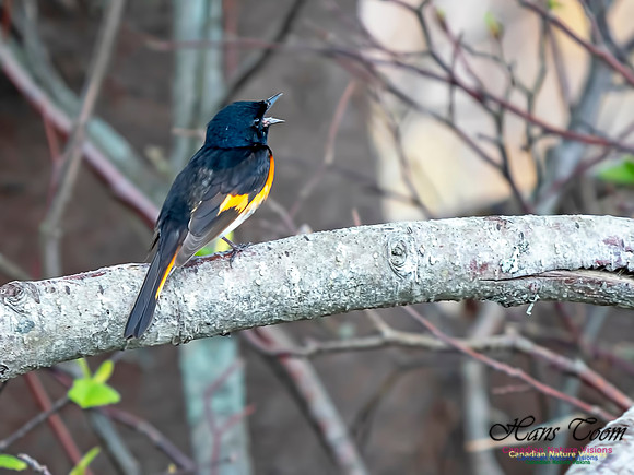 American Redstart 1