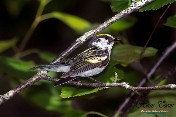 Chestnut-sided Warbler