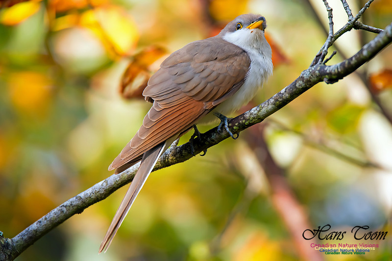 Yellow-billed Cuckoo