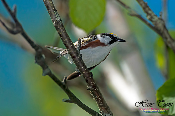 Chestnut-sided Warbler