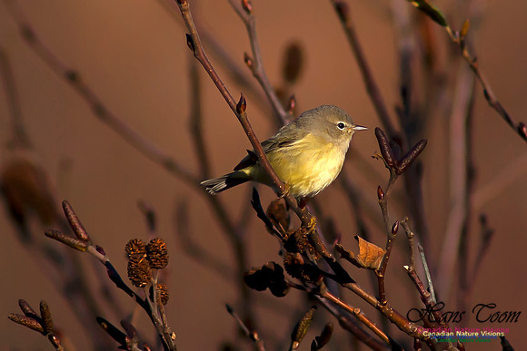 Orange-crowned Warbler