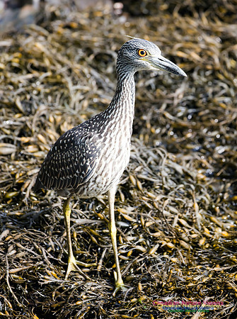 Yellow-crowned Night Heron 9