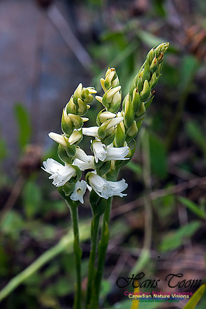 Nodding Ladies Tresses Orchid