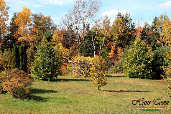 Maple Forest Fall Colours 2016