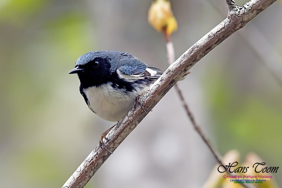 Black-throated Blue Warbler