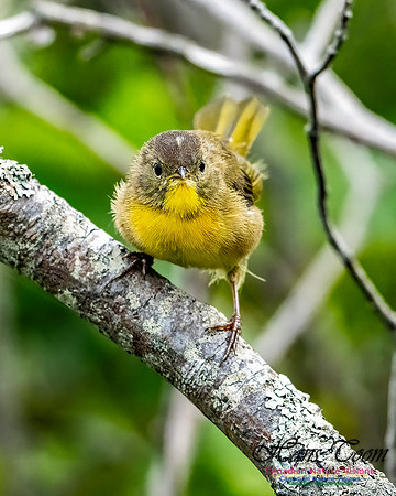 Common Yellowthroat 853