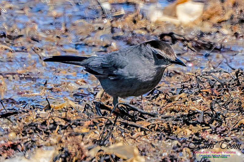 Grey Catbird 907