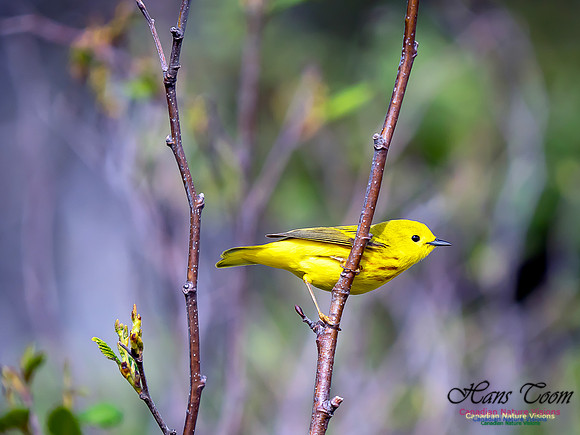 Yellow Warbler 3
