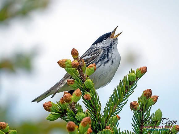 Blackpoll Warbler 2