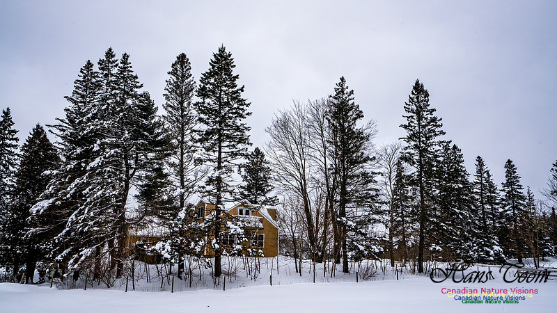 Some Winter Scenes 157