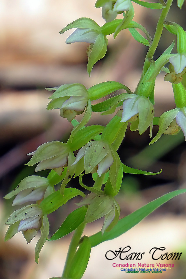 Helleborine Orchid 105